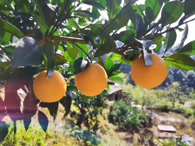 1574498051750522.jpg 2.jpg