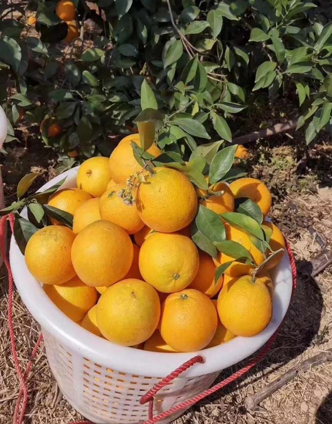 1574498286592708.jpg 6.jpg