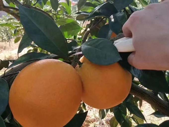 1574498454217476.jpg 9.jpg